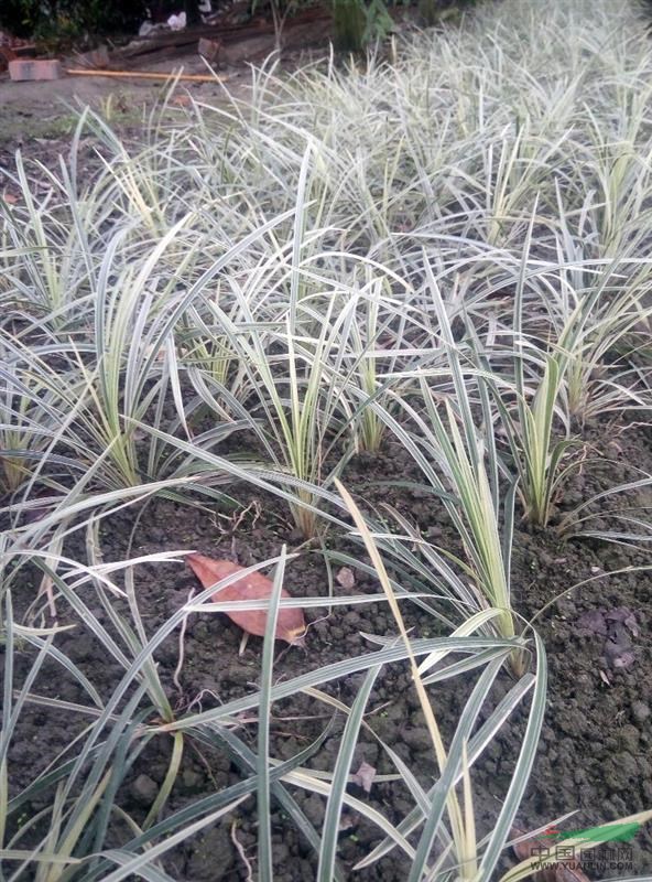 供应银边草.量大从优