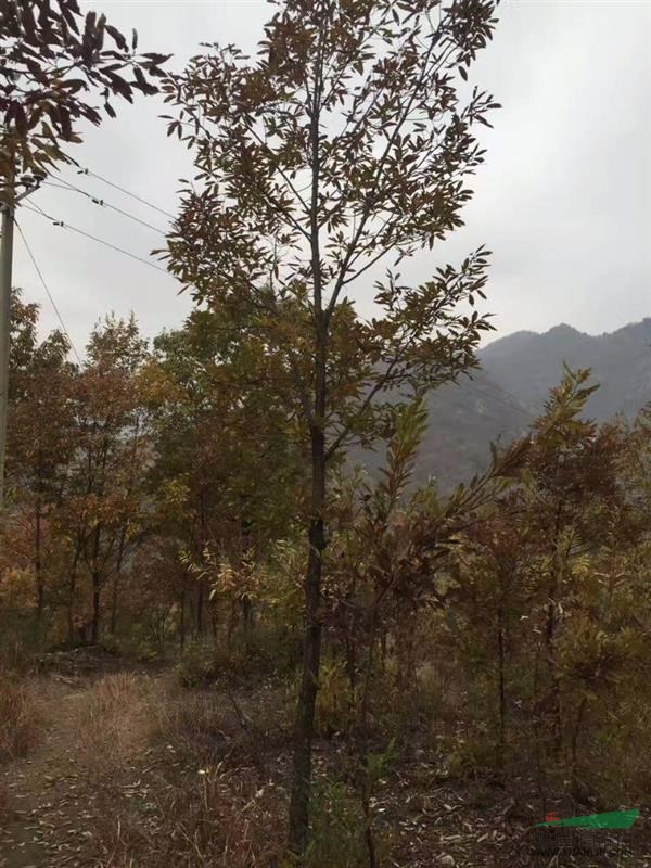 供应各种规格栎树(橡树)