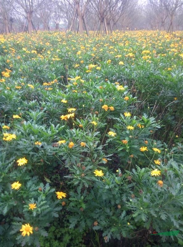 供应木春菊