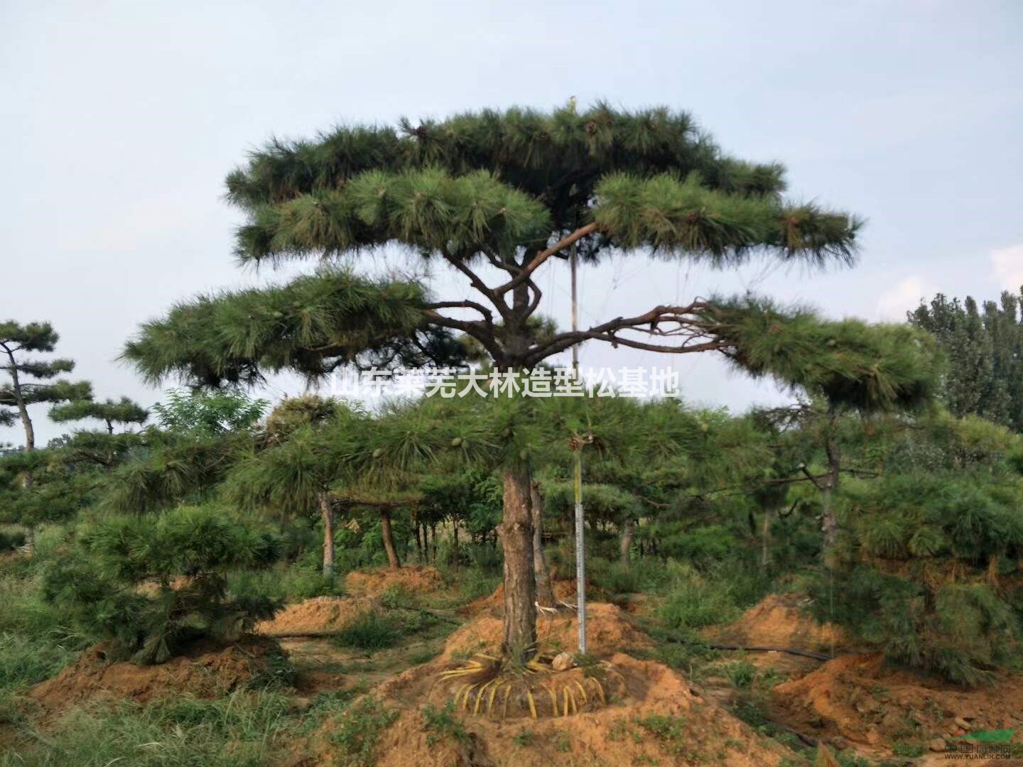 景观松树,泰山迎客松,造型油松,造型黑松,造型松