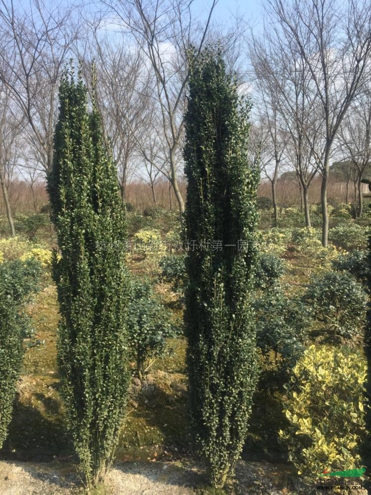 大小规格直立冬青h30-200基地