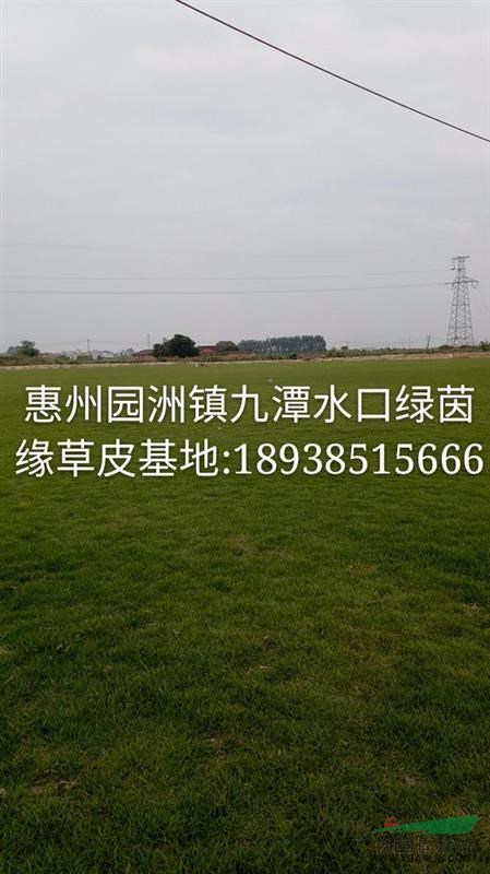 广东草皮批发广东草坪批发广东台湾草场广东马尼拉草皮基基地_种植