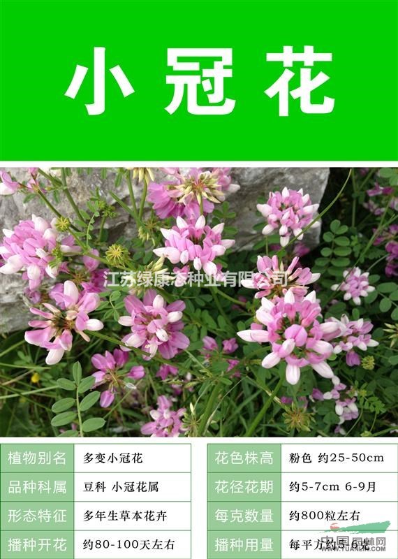 小冠花种子 种子多 价格低 包成活率 种植技术上门指导