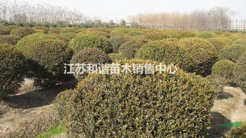 陈总                   所在地:江苏 沭阳 地   址:沭阳县扎下镇花