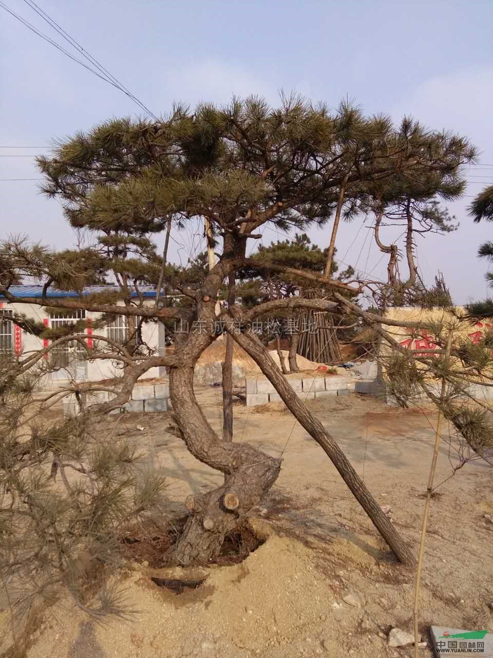 造型油松5行情报价\造型油松5图片展示