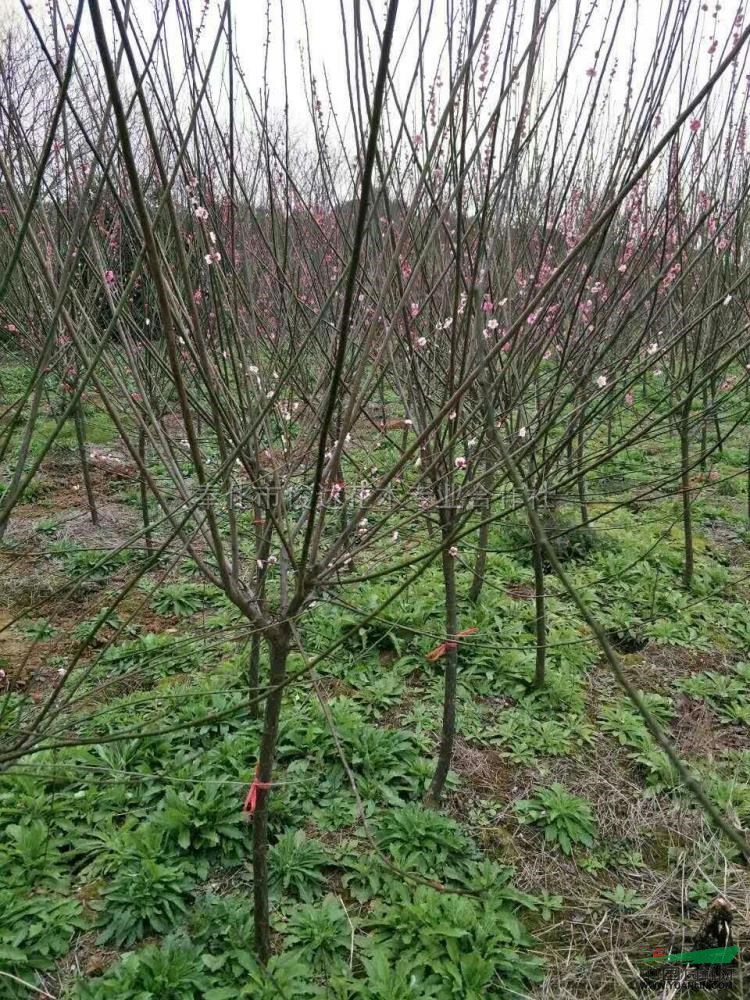 梅花小苗图片\梅花小苗报价