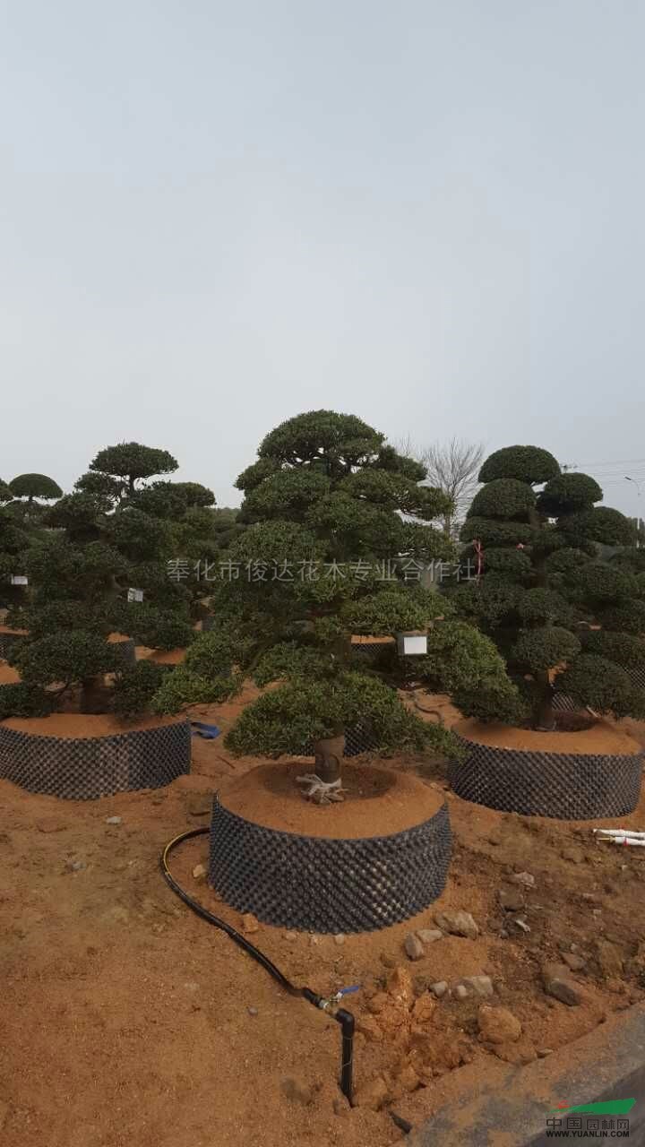 日本进口造型冬青树行情报价\日本进口造型冬青树图片