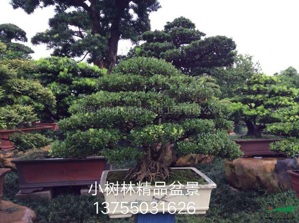 小树林精品罗汉松盆景图片\小树林精品罗汉松盆景报价