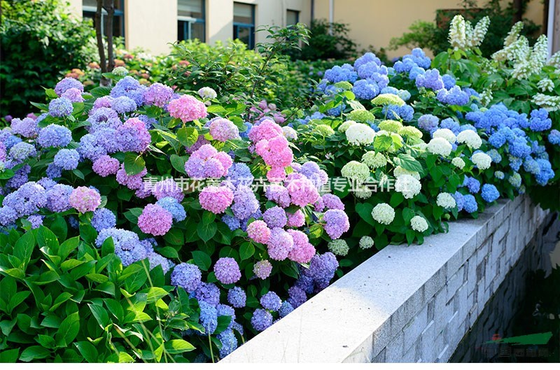 供应品种绣球八仙花 玫红绣球 银边绣球 天蓝绣球 无尽夏等