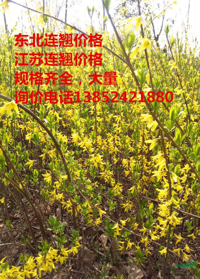 江苏连翘价钱,江苏连翘小苗价钱,东北连翘价钱,数量大