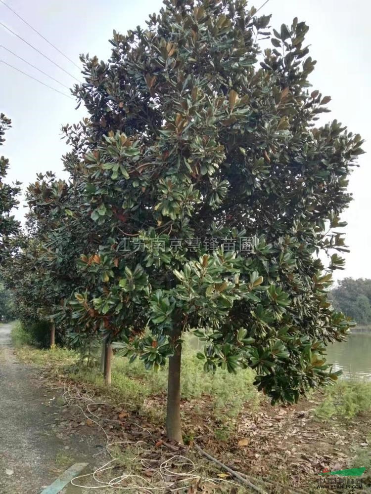 江苏广玉兰