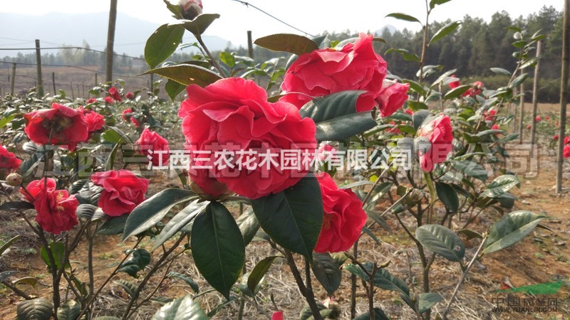 (10公分茶花)帕克斯先生茶花价格,多少钱一株