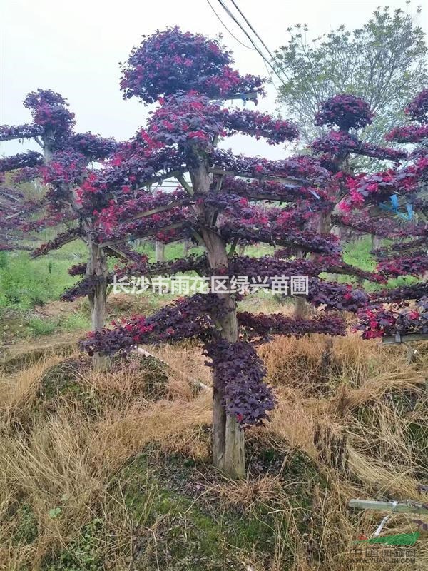 长沙市雨花区绿兴园林 长沙市雨花区绿兴园林是一家从事景观绿化植物种苗繁育和销售的专业单位,拥有上千个品种,面积超过上千亩,存量超过上百万株,实现了长期批量销售,拥有全国规模最大的苗木生产基地,规格从当年小苗,成苗,到工程用苗,每种规格齐全,本公司总部,座落于民风淳朴的中国花木之乡长沙市雨花区跳马乡,其距离长沙火车站、株洲火车站,长沙高铁南站及黄花国际机场20余公里。多条国道和高速横穿交错!交通十分便利! 。 主要经营:造型罗汉松,造型小叶女贞,造型红继木,造型榆树,造型杨梅,造型杜英, 造型金弹子,造型