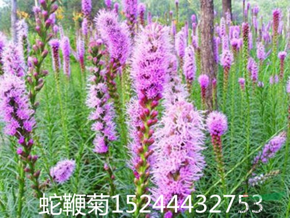山东蛇鞭菊种植基地