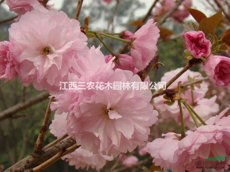 5公分 8公分 10公分(染井吉野樱,关山樱)