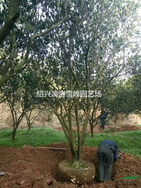 胡柚果树苗 冠副1米5到5米