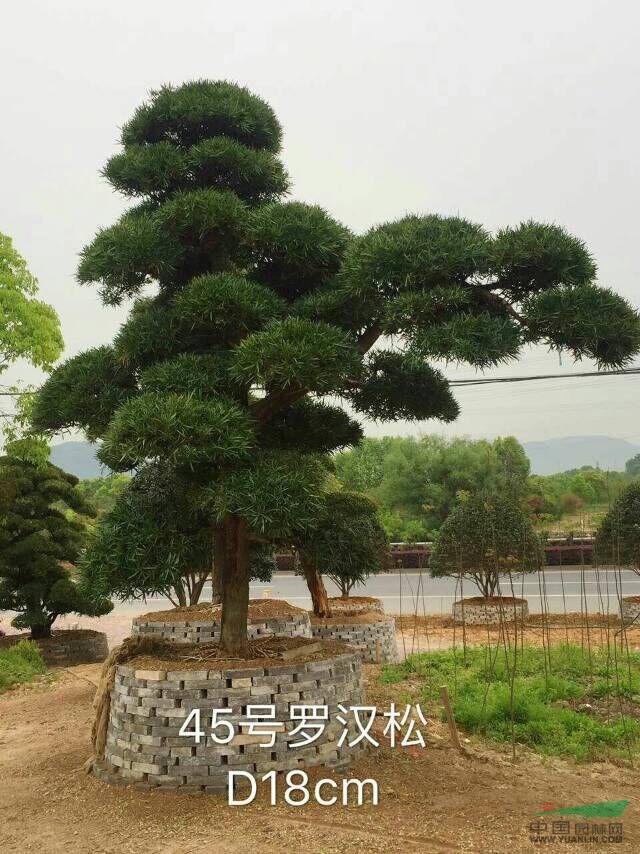 进口罗汉松,日本罗汉松,金华罗汉松,日本造型罗汉松
