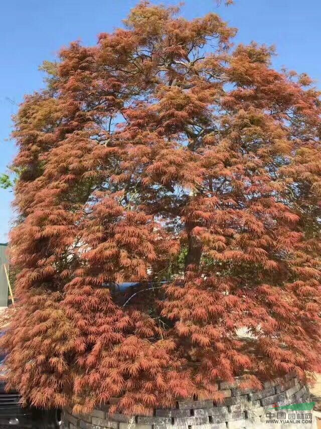 *羽毛枫,原生态羽毛枫,日本羽毛枫