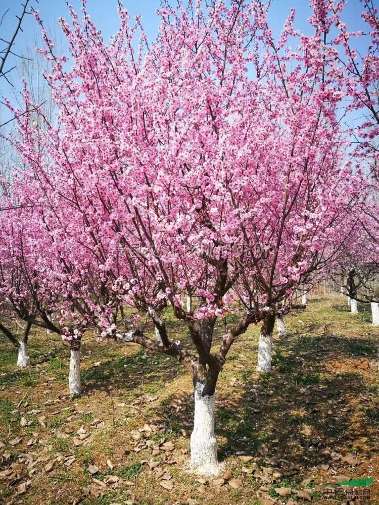 嫁接美人梅图片\嫁接美人梅报价