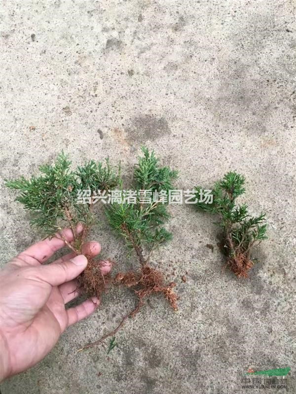 济州真柏小苗