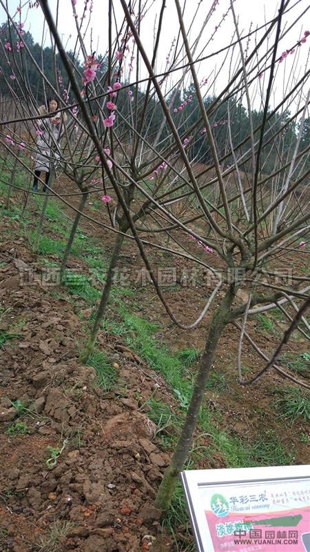 梅花树 梅花基地基地_种植厂家_产地报价单_江西三农