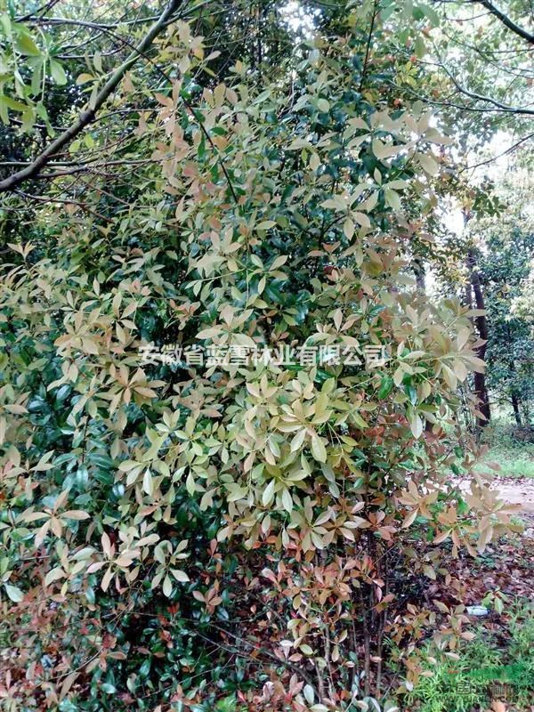 椤木石楠工程用树