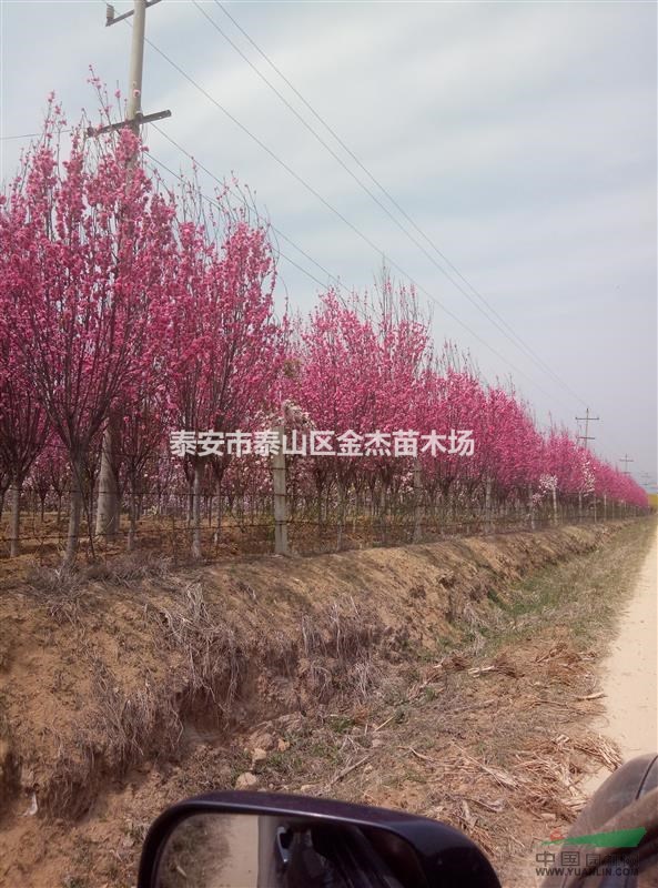 供应1-20公分龙珠碧桃树苗,山桃树苗,毛桃树苗 - 苗木