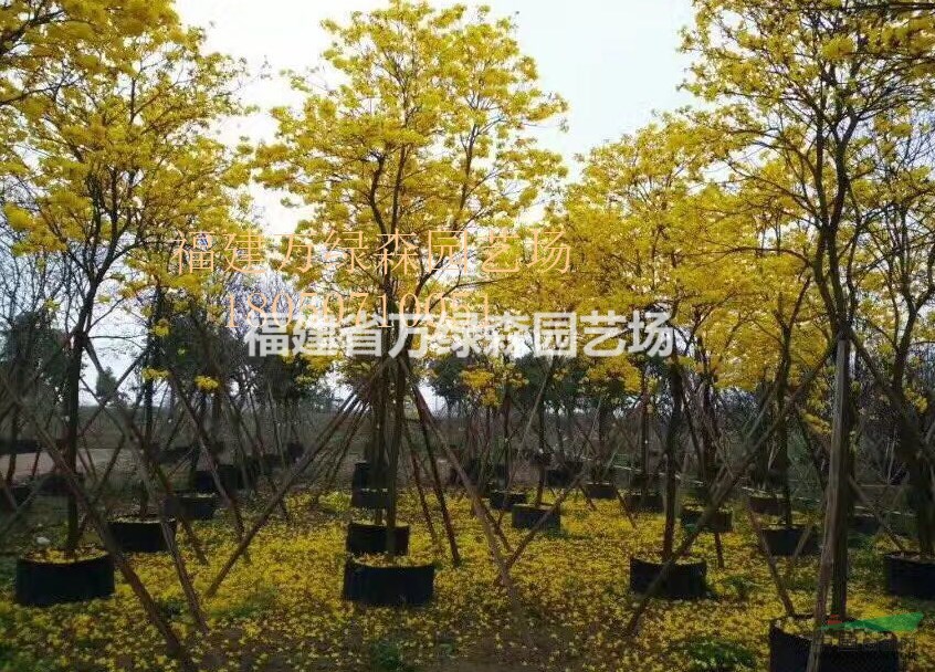 福建黄花风铃木的价格 漳州黄花风铃木市场在哪