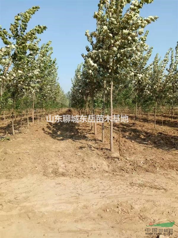 107杨树苗_聊城107杨树苗_聊城107杨树苗基地