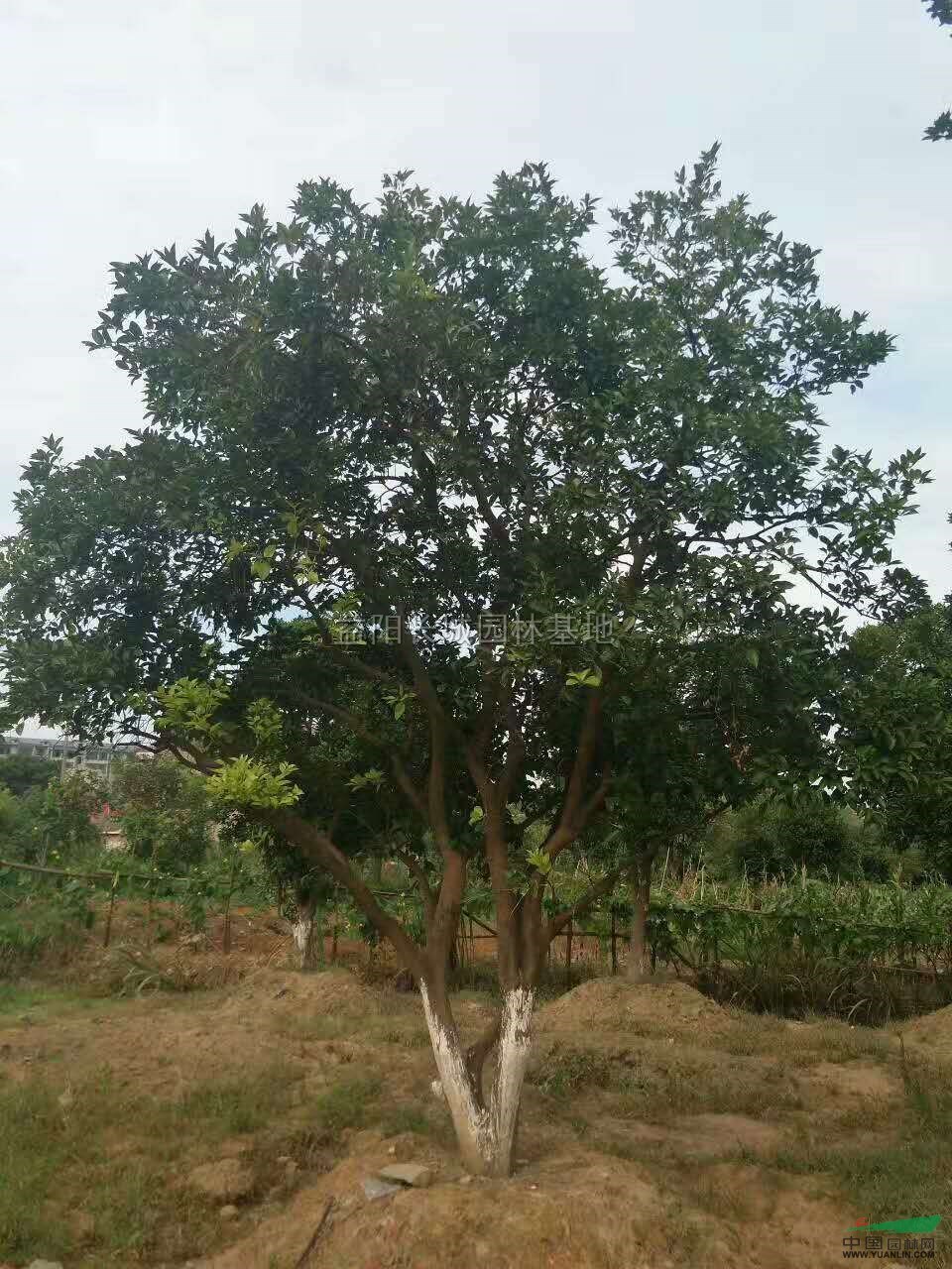 湖南益阳移植香橼新报价/益阳移植香橼图片