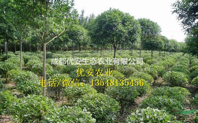 海桐球各种规格品质批发