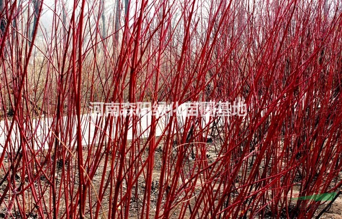 河南供应红瑞木红柳40-100公分高城市道路绿化观赏植物