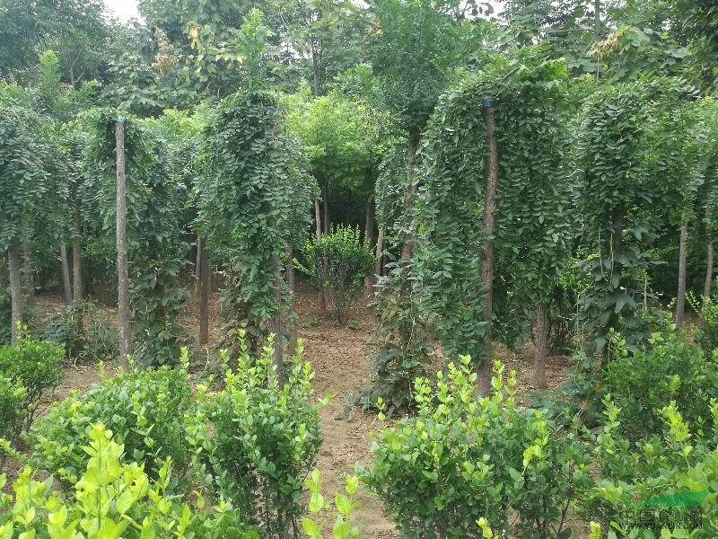 河南苗木/河南龙爪槐新价格报价基地_种植厂家_产地单