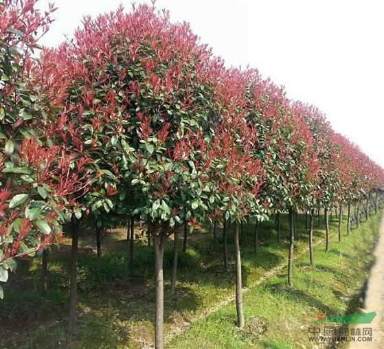 山东菏泽红叶石楠基地山东菏泽红叶石楠苗圃石楠树石楠球石楠苗