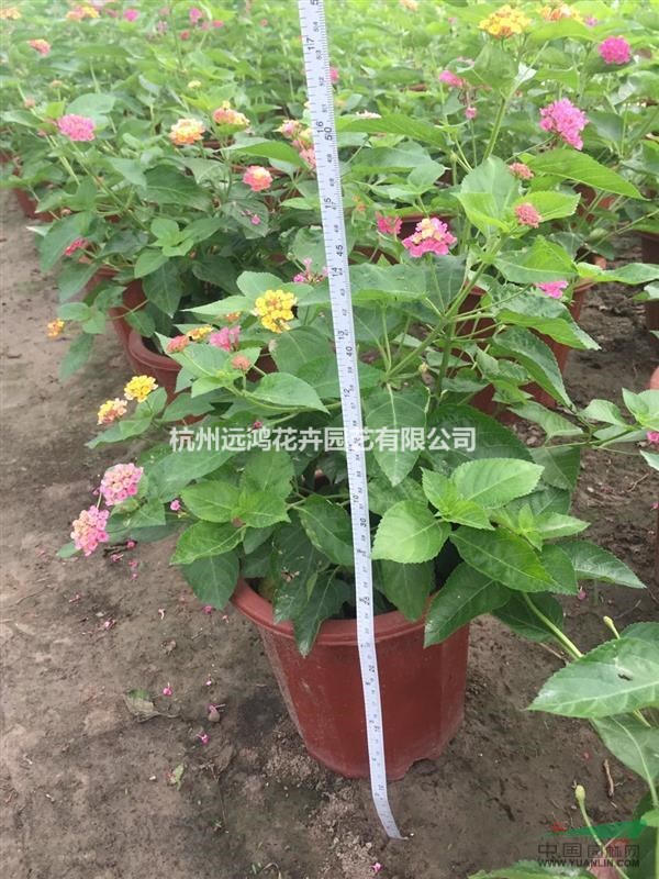 五色梅 盆装 自有基地各种时令草花出售