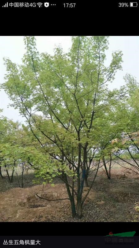 供应10-30公分五角枫,丛生五角枫