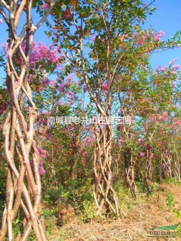 造型紫薇 常年提供各种景观名贵苗木