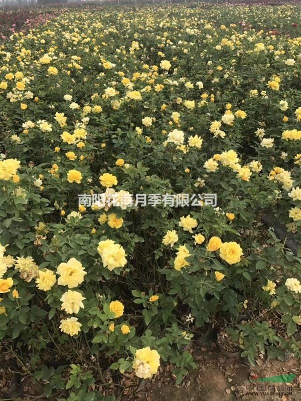 河南南阳地区供应一年生盆栽月季金凤凰5万