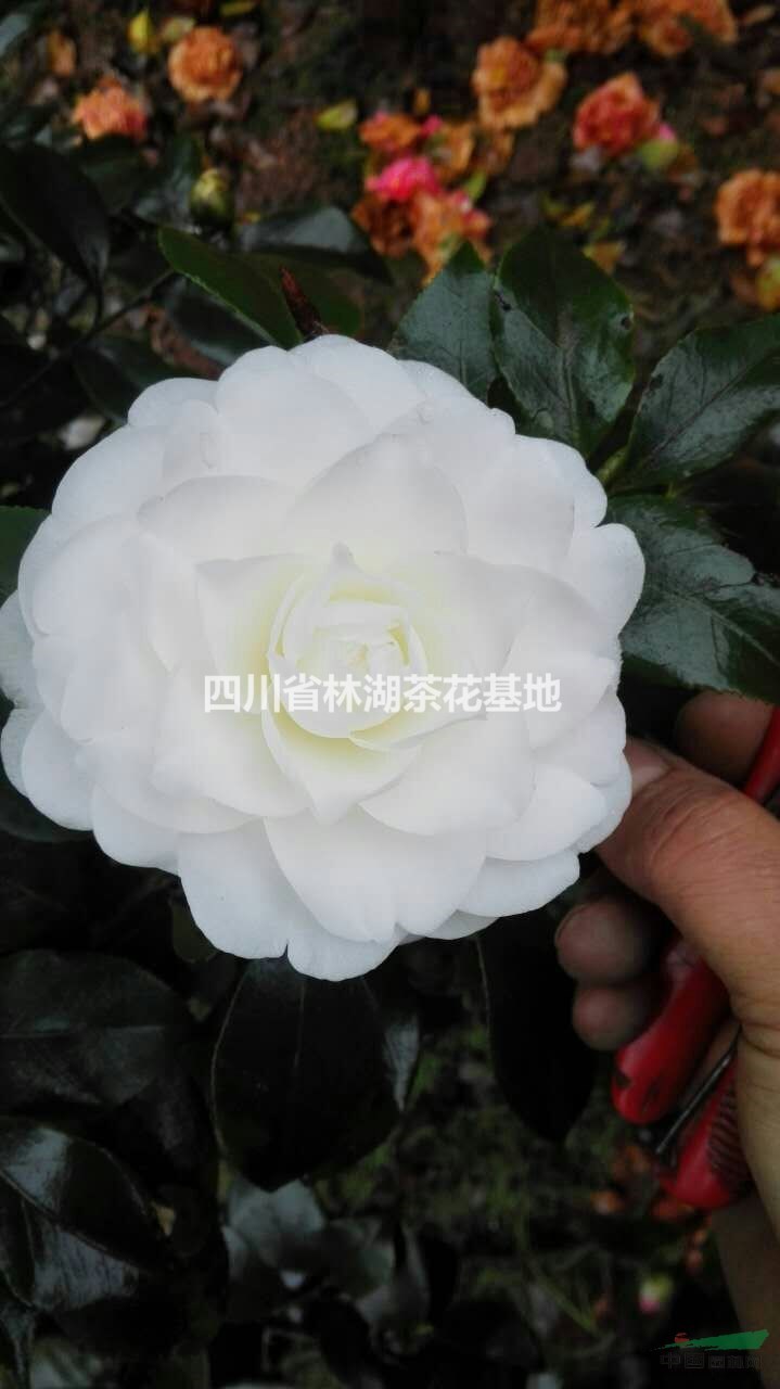 茶花—白玉片茶花