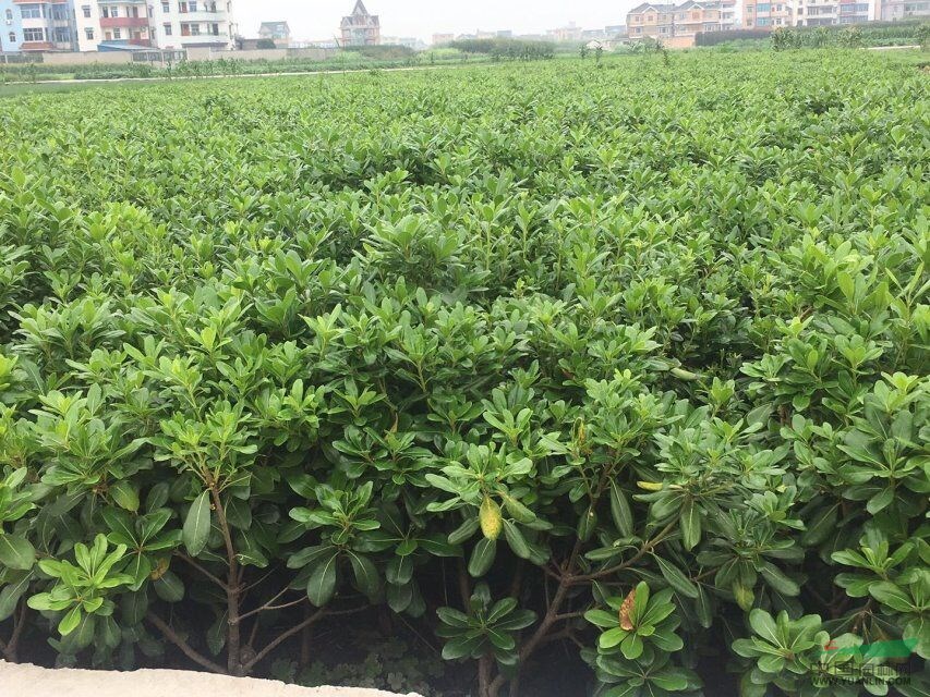 苏州家园苗木基地