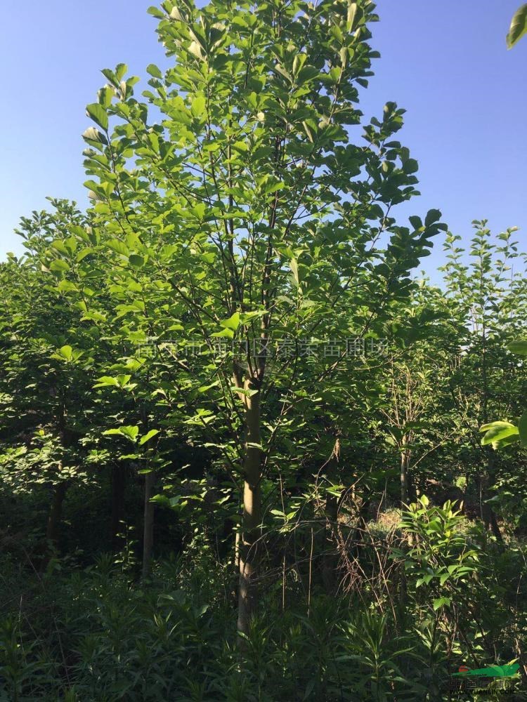 南京市浦口区泰荣苗圃场