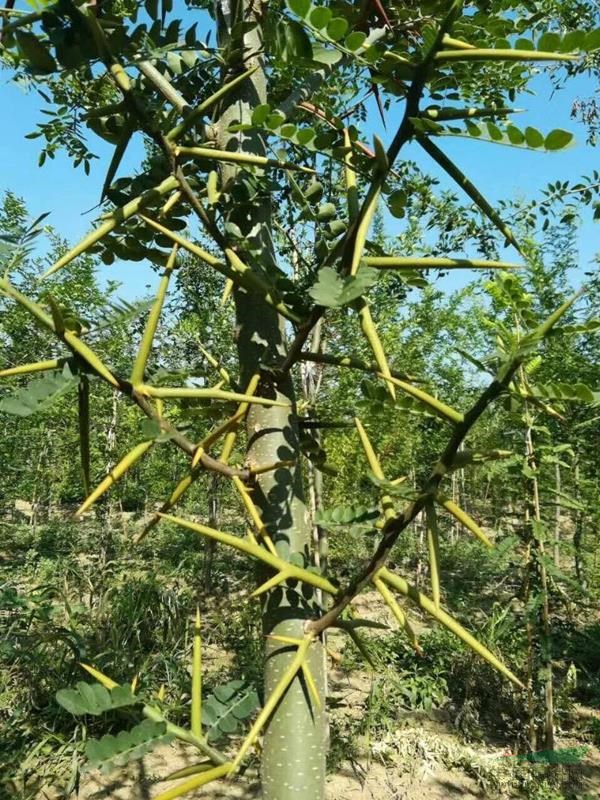 很难发音不太难难汉语其实不难只要你努力