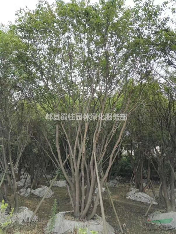 茶条槭,丛生茶条槭,熟货插条槭,精品茶条槭熟货批发基地