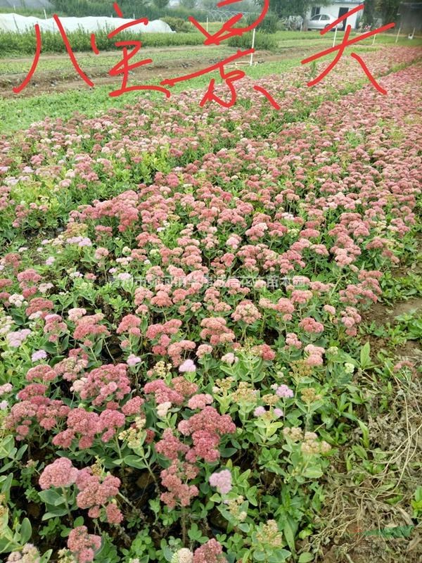 八宝景天哪里有价格粉花八宝景天价格山东八宝景天基地批发价格