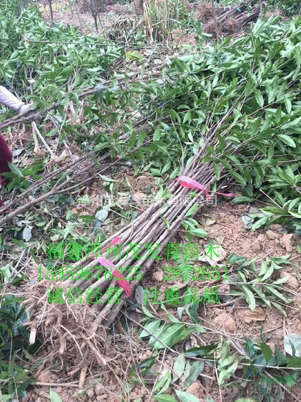 福建漳州批发 丹桂2公分 超低价来电咨询