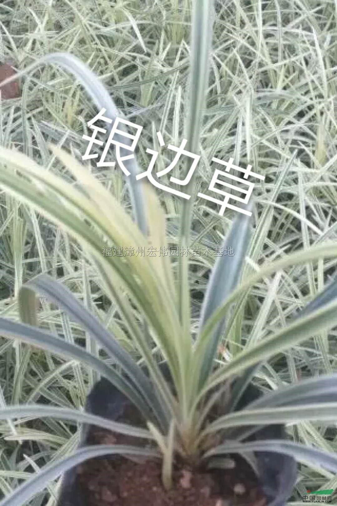 福建供应银边草2规格齐全