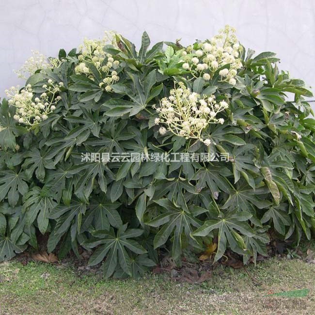供应八角金盘 八角金盘小苗 花灌木工程苗园林绿化