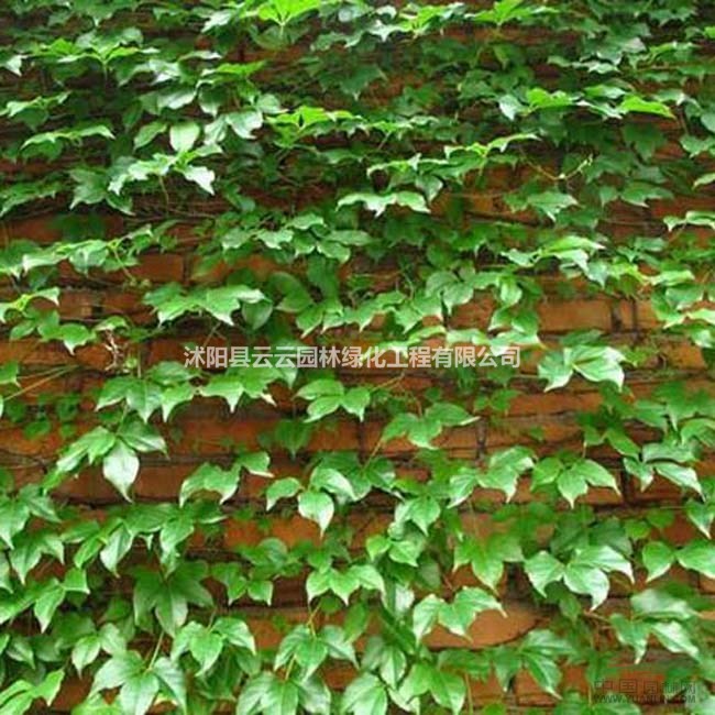 五叶地锦 爬山虎小苗 五叶地锦小苗 爬藤植物爬墙虎藤苗