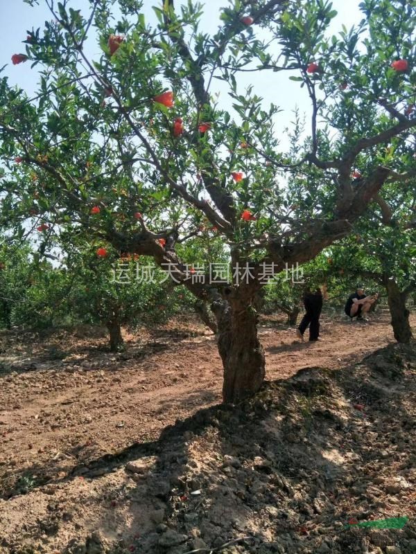 石榴树,石榴树价格,15公分石榴树价格,20公分石榴树价格.