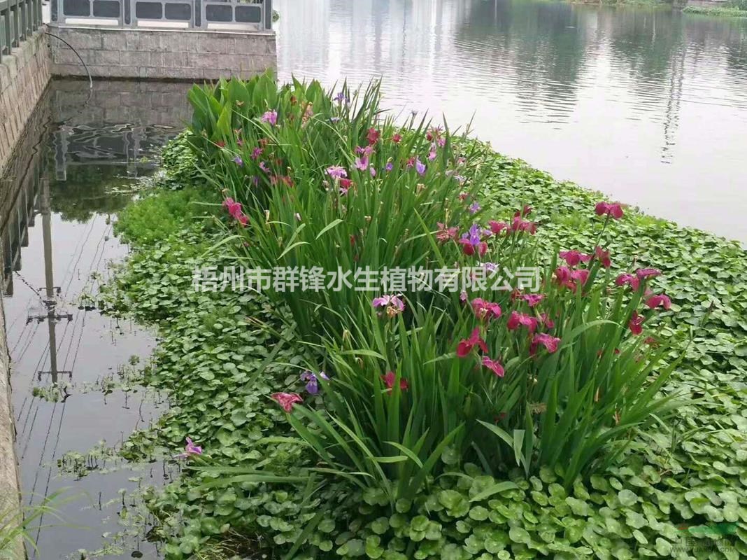 可供北海水生植物再力花价格|可供北海水生植物批发图片